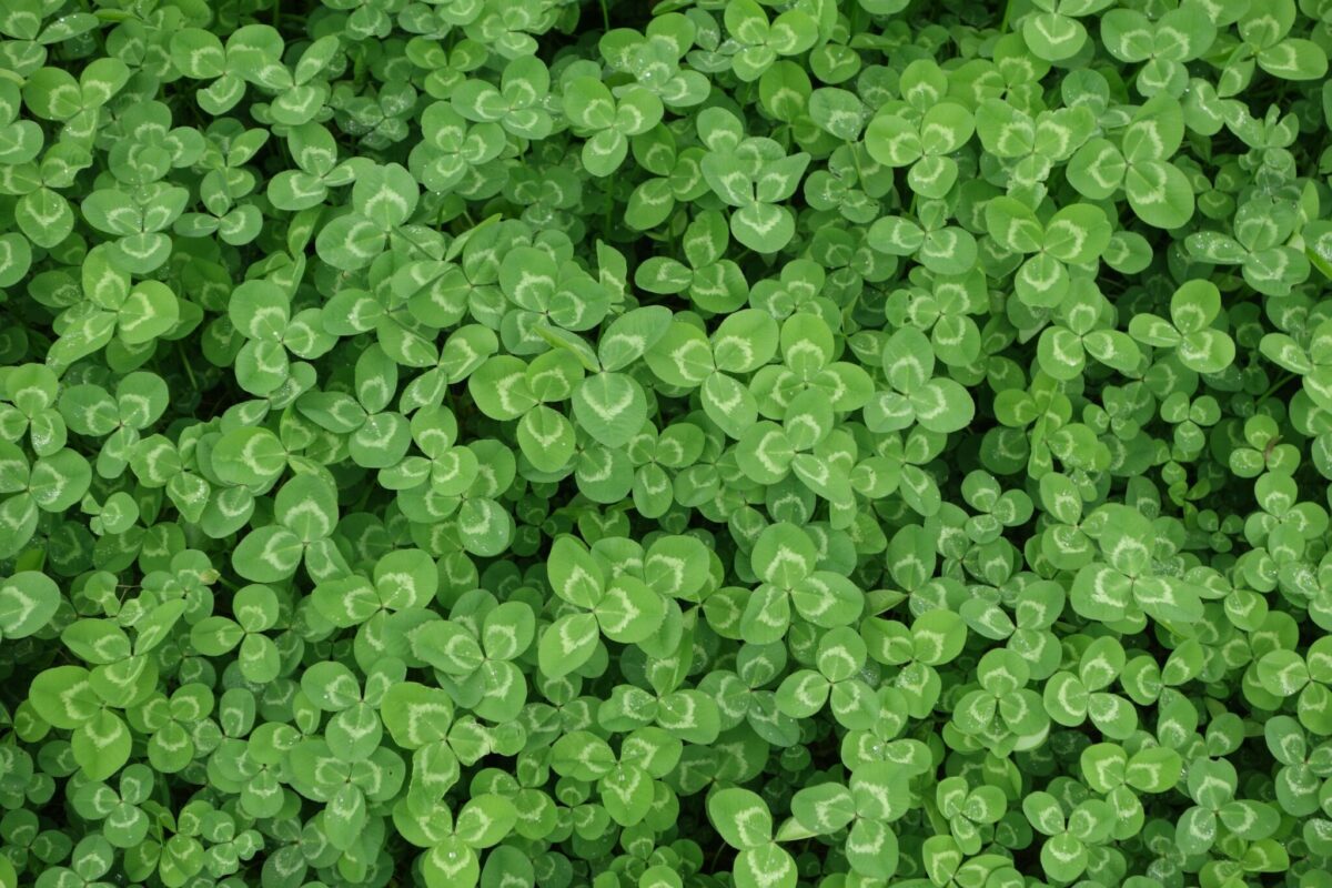 st patricks day clover